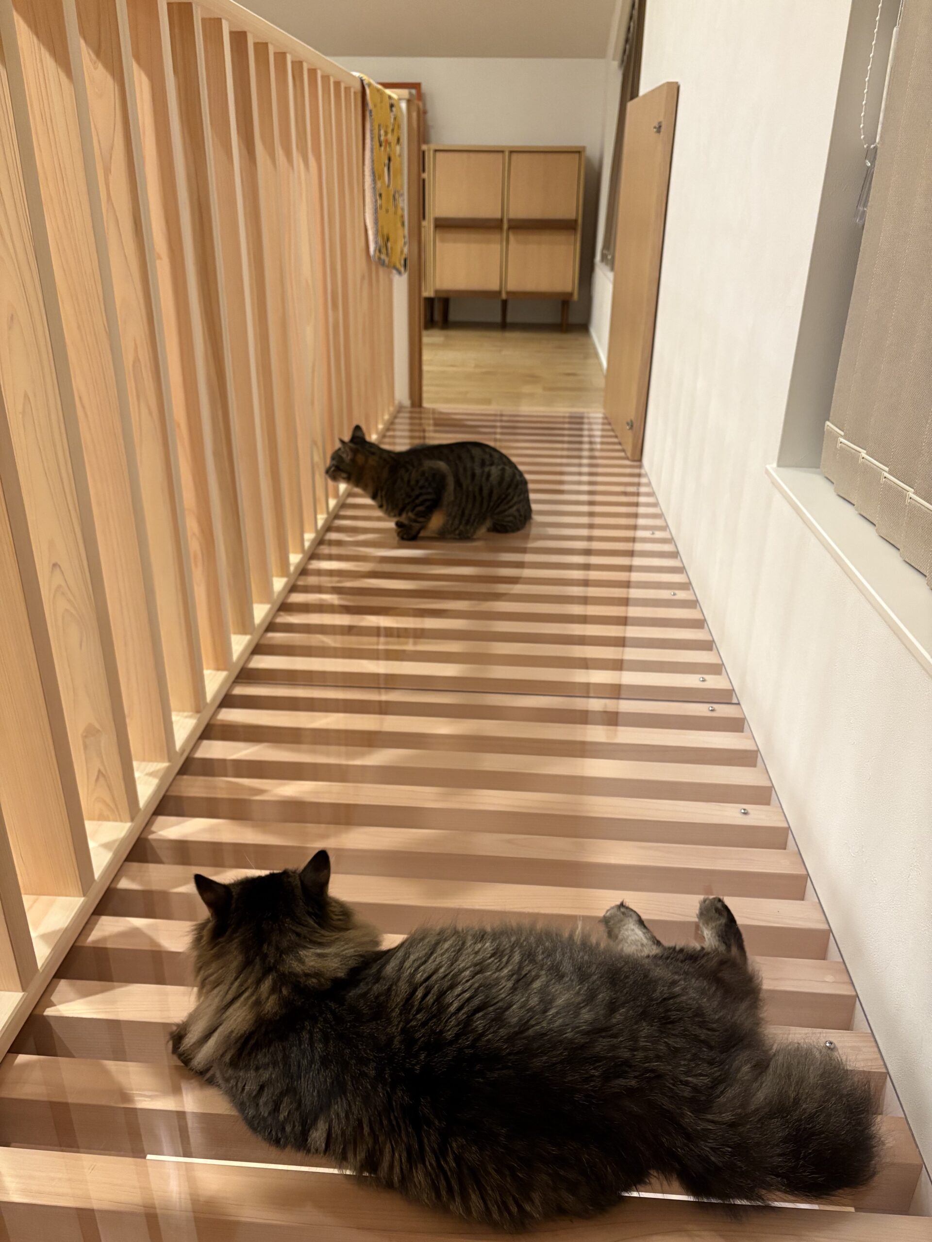 猫の日常