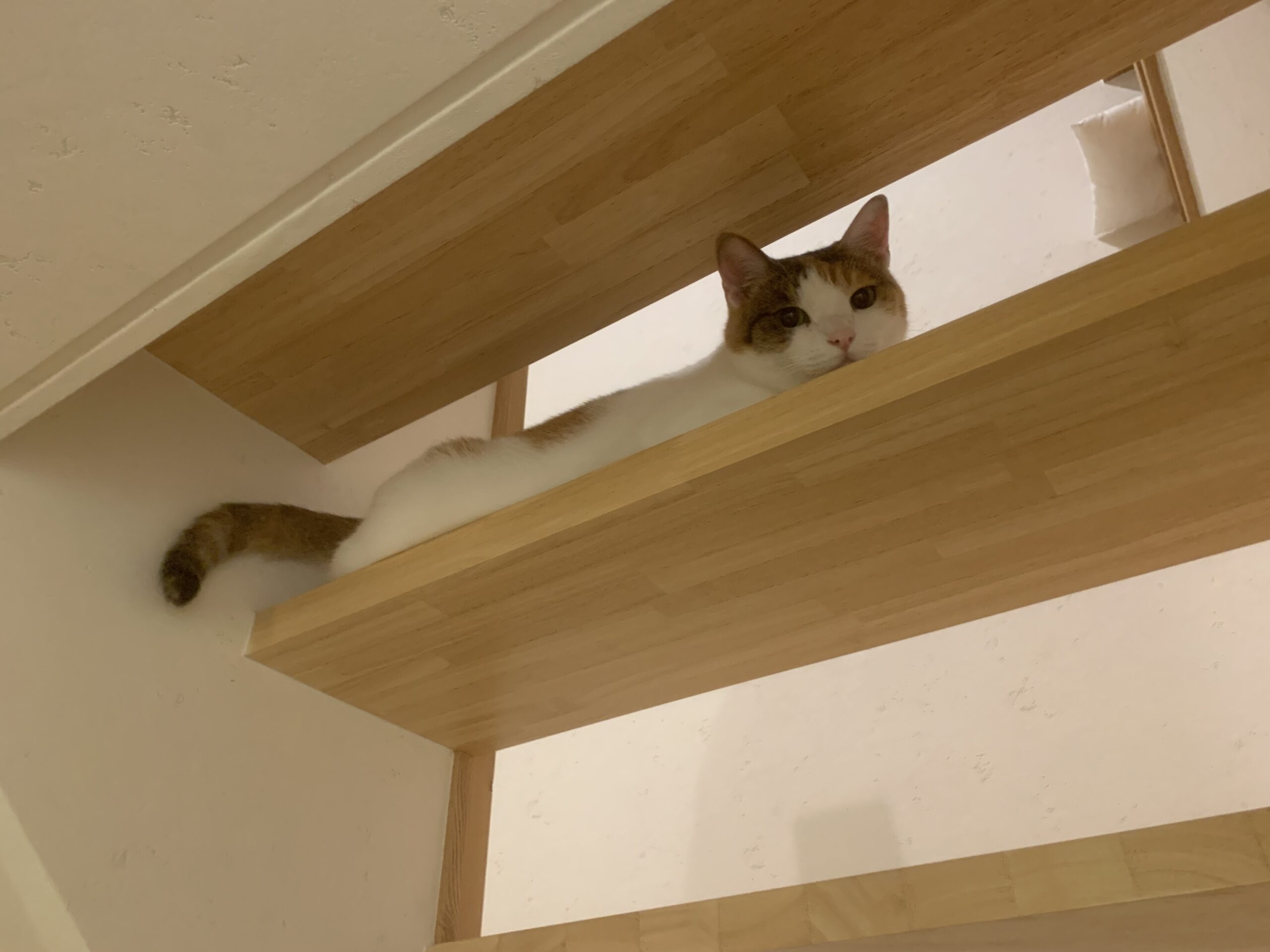 階段の隙間でくつろぐ名人